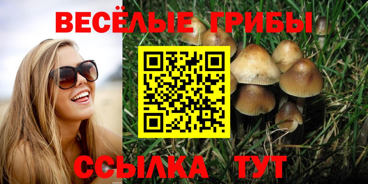 Псилоцибиновые грибы Cubensis  Галлюциногенные грибы мицелий  Вход с VPN  Мурино 